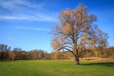 Lonely tree Foto stock