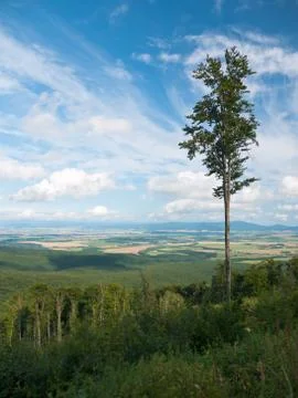 Lonely tree Stock Photos