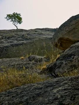 Lonely tree Stock Photos