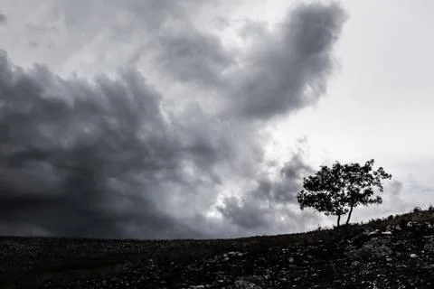 Lonely tree Foto stock