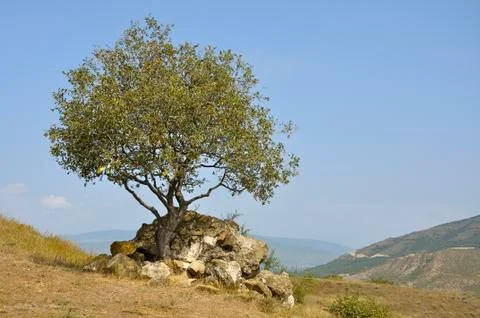 Lonely tree Stock Photos
