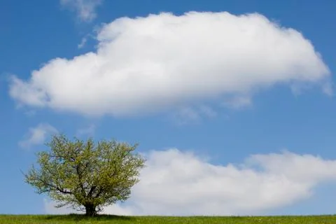 Lonely tree Stock Photos