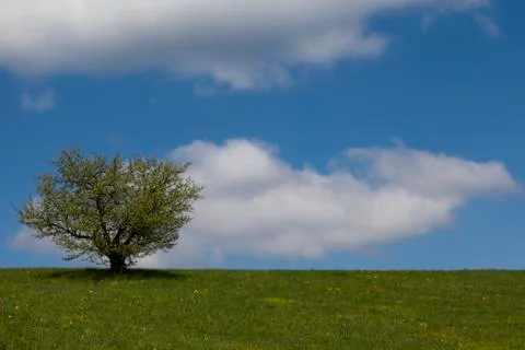 Lonely tree Stock Photos
