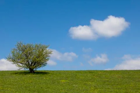 Lonely tree Stock Photos