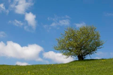 Lonely tree Stock Photos