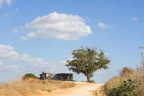 Lonely tree Stock Photos