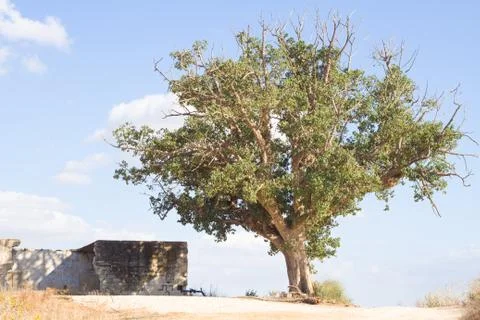 Lonely tree Stock Photos