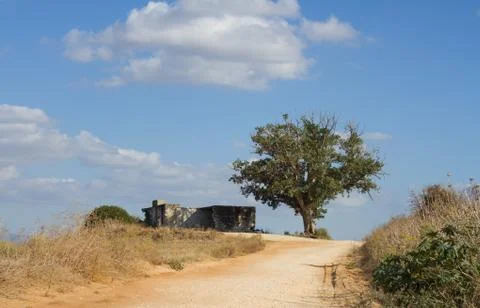 Lonely tree Stock Photos