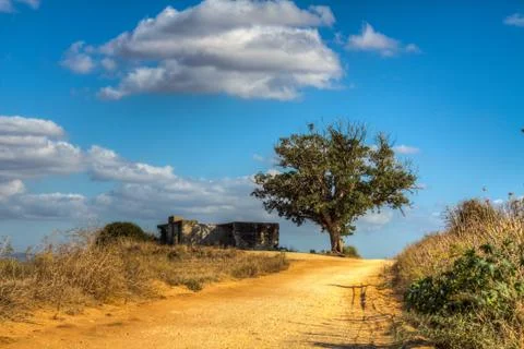 Lonely tree Stock Photos