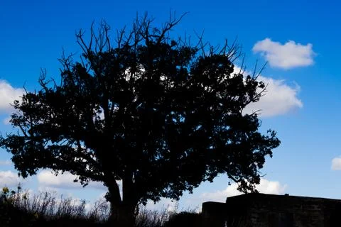 Lonely tree Stock Photos