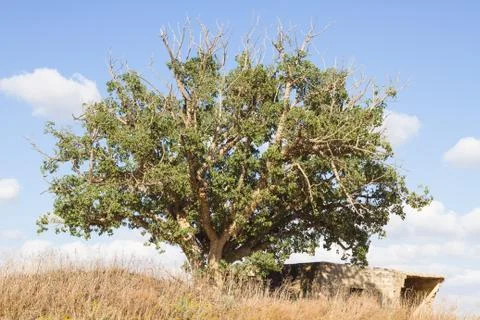Lonely tree Stock Photos