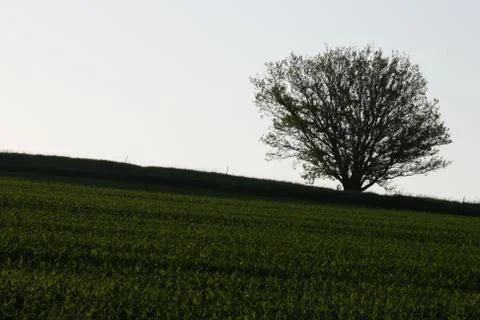 Lonely Tree 스톡 사진
