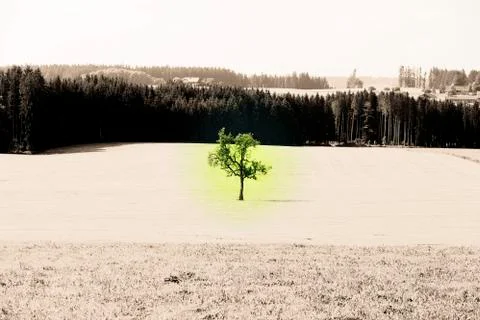 Lonely Tree Stock Photos