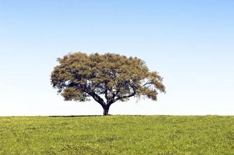 Lonely tree Stock Photos