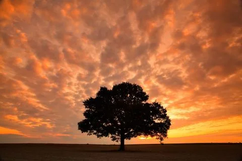 Lonely tree 库存照片