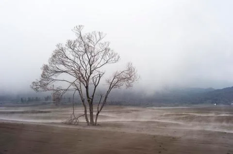 Lonely tree Foto stock
