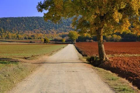 Lonely tree Stock Photos