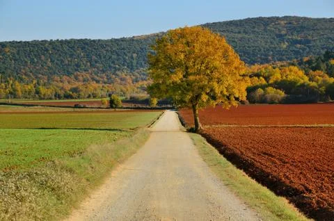 Lonely tree Stock Photos