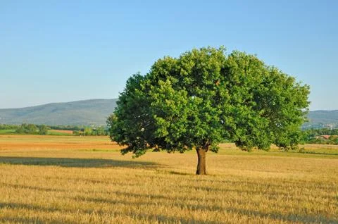 Lonely tree Stock Photos