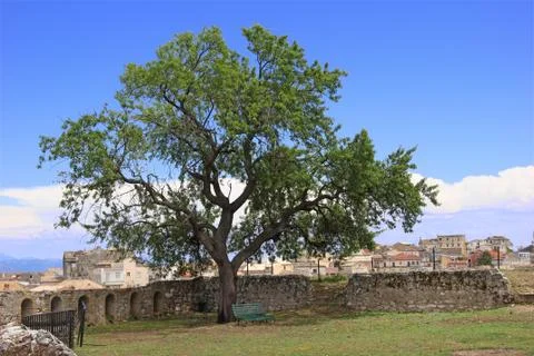Lonely tree Stock Photos