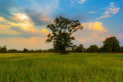Lonely tree Stock Photos