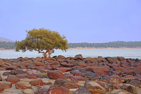 Lonely tree Stock Photos