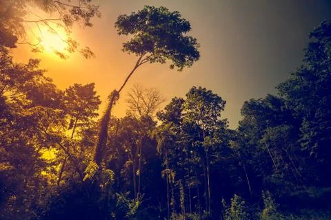 Lonely tree 库存照片