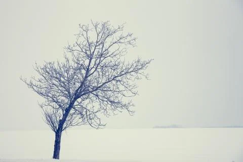 Lonely tree Fotos Stock