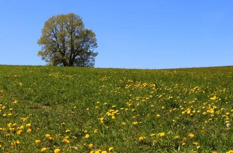 The lonely tree Stock Photos