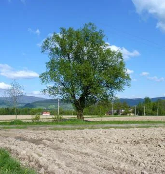 Lonely tree Stock Photos