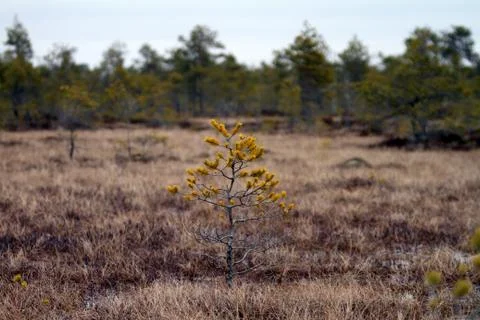 Lonely tree Stock Photos