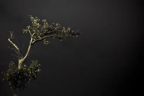 Lonely tree 写真素材