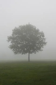 Lonely Tree Stock Photos