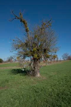 Lonely tree Stock Photos