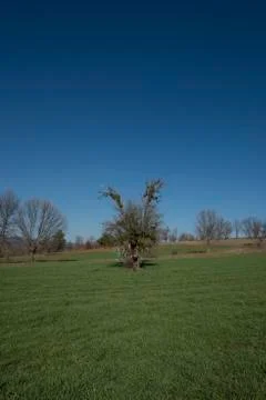 Lonely tree Stock Photos