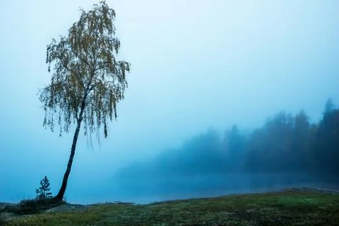 Lonely tree Stock-Fotos