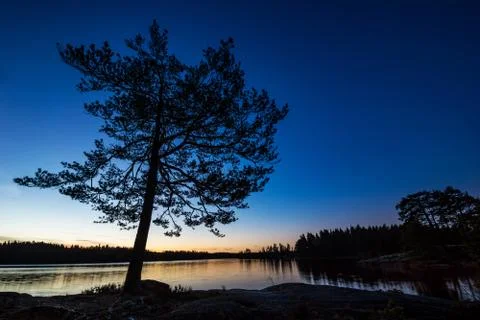 Lonely tree Stock Photos