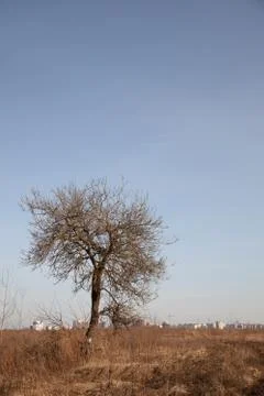 Lonely tree Stock Photos