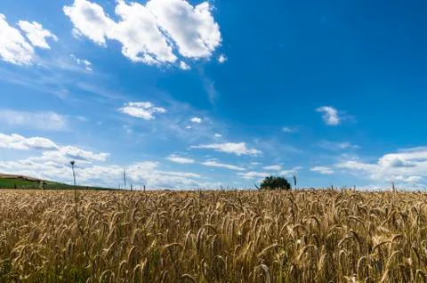 Lonely tree Stock Photos