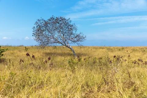 Lonely tree Stock Photos