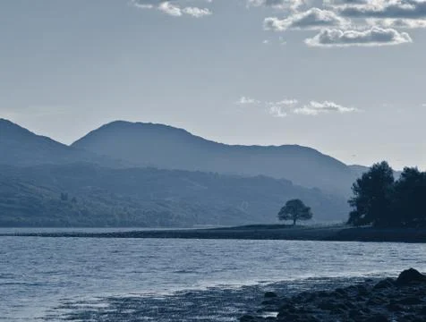 Lonely tree Stock Photos