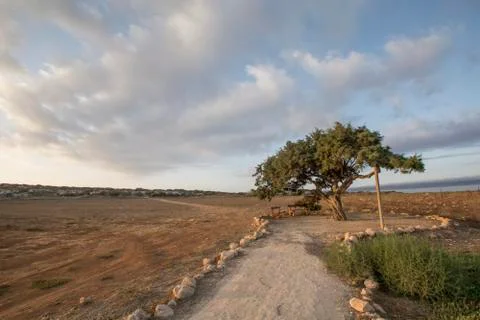Lonely tree Foto stock