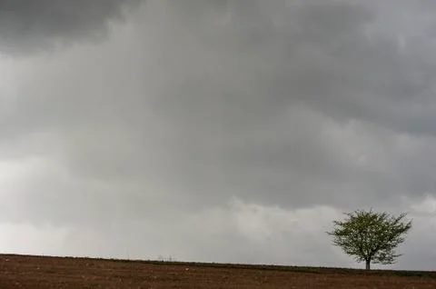Lonely tree Stock Photos