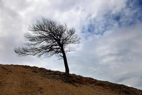 Lonely tree Stock Photos