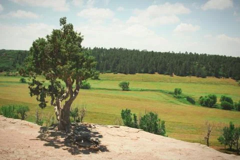 Lonely Tree 스톡 사진