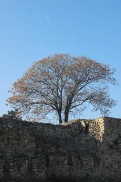 Lonely tree Stock Photos