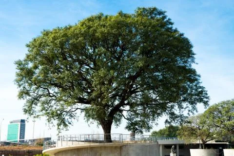 A lonely tree Stock Photos