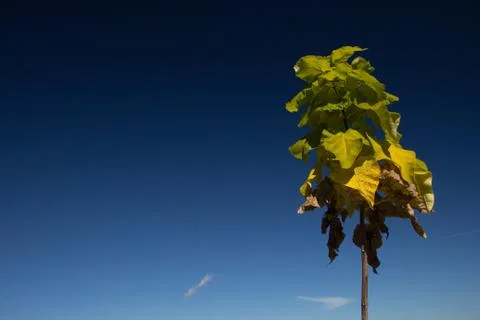 Lonely Tree Stock Photos