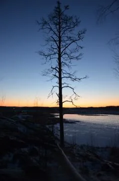 Lonely tree Stock Photos