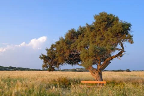 Lonely Tree Stock Photos